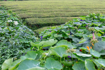 Fototapeta premium Beautiful view of tea rows near Sao Bras on Sao Miguel in the Azores.