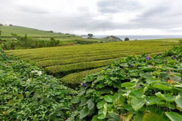 Fototapeta na wymiar A grey day over rows of tea near Sao Bras on Sao Miguel in the Azores.