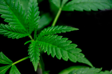 Cannabis Leaf Marijuana Weed Plant