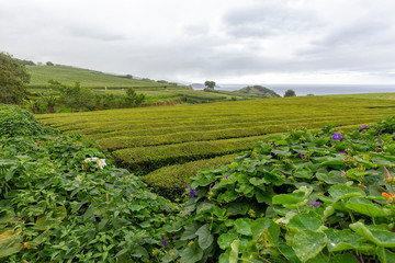 Flowers on the edge of massive rows of tea near Sao Bras on Sao Miguel in the Azores.