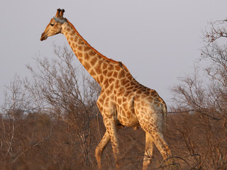 Obraz na płótnie Canvas The South African giraffe in Kruger National Park