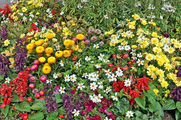 Fototapeta na wymiar Various summer yellow and red flowers grow on the garden bed
