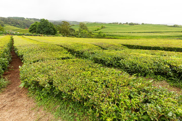 Fototapeta na wymiar Tea growing in the Azores island of Sao Miguel.