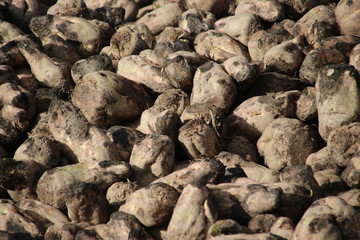 pile of sugar beets drying in the autumn sun on farm in Moerkapelle in the Netherlands