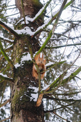 Squirrel on the tree branch. Sitting on the branch and eats nuts.	
