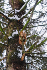 Fototapeta premium Squirrel on the tree branch. Sitting on the branch and eats nuts. 