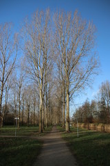 Obraz premium Poplar trees along a pool during autumn in the recreation area named Park Hitland in Nieuwerkerk aan den IJssel in the Netherlands