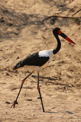 Saddle-billed stork in Kruger National Park, South Africa