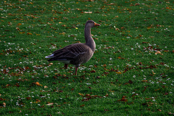Close up side view of gray duck on green grass.Animal in park, United Kingdom.
