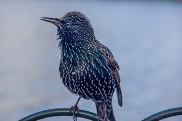 Close up side view of Common starling (Sturnus vulgaris). Animal in United Kingdom.