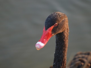 Head of a black swan with red beak and water drops on its head.