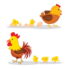 Chicken and chicks