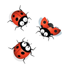 Obraz premium Ladybird. Vector illustration