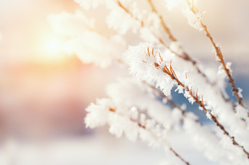 Hoarfrost on the trees in winter forest. Beautiful winter background