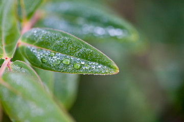 Water drops on leaf