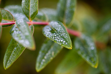 Fototapeta na wymiar Water drops on leaf