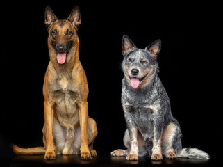 Australian Cattle Dog, Blue Heeler Dog  and Belgian Shepherd Dog, malinois Isolated  on Black Background in studio