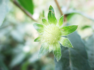  Leaves,  Foliage and Green Nature  