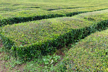 Lush beautiful green tea growing near Sao Bras on Sao Miguel in the Azores.