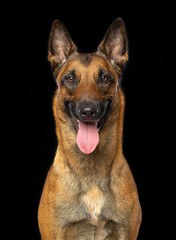 Belgian Shepherd Dog, malinois dog on Isolated Black Background in studio - obrazy, fototapety, plakaty