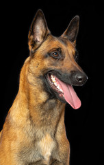 Belgian Shepherd Dog, malinois dog on Isolated Black Background in studio