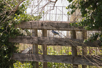 Blu Jay on a fence