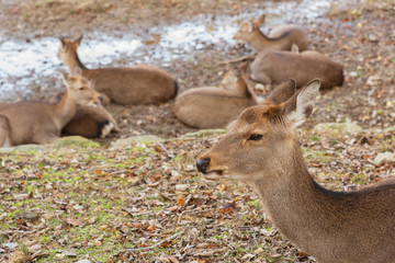 A group of deer resting in Nara Park, Japan. Deer is cherished as a divine force of God