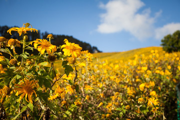 Mexican sunflower flower season at Doi Mae U-Kho, Mae Hong Son, Thailand