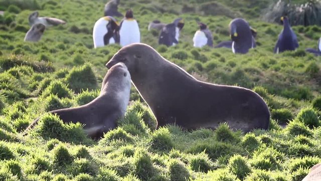 Southern fur seals playing