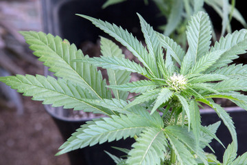 Cannabis Plant Weed Marijuana Blooming Bud In Garden