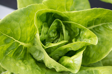 Close-up Green lettuce vegetables hydroponic  with copy space ,Hydroponic vegetables