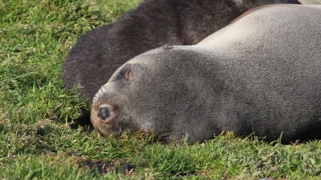 Southern fur seals sleeping Beautiful shot of southern fur seals sleeping