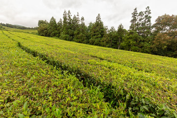Fototapeta na wymiar Evergreen trees behind rows of tea shrubs at the Gorreana tea plantation in Sao Miguel, Portugal.