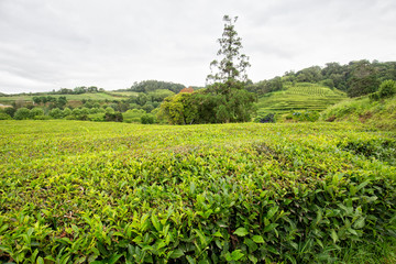 Fototapeta na wymiar Tea shrubs on a misty day in the Azores island of Sao Miguel.