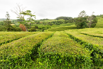 Fototapeta na wymiar Green rows of tea at a tea plantation in the Azores.