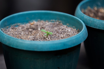 Small Cannabis Plant Growing Inside a Flowerpot in the Garden Weed Grow Marijuana Indica Sativa