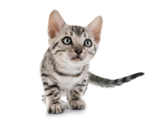 bengal kitten in studio