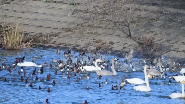 賑やかな食餌中。オオハクチョウの幼鳥2羽もいます。オナガガモ、ホシハジロ、オオバン、スローモーション