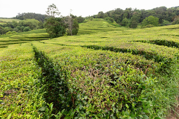 Fototapeta na wymiar A tea plantation near Sao Bras in the Azores.