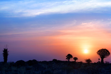 Beautiful african bright sunset sky landscape with quiver trees forest silhouette on horizon...