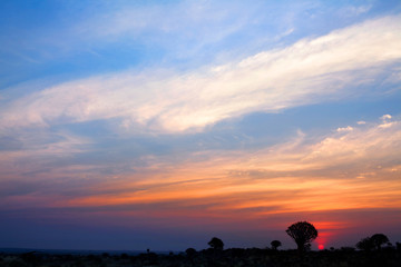 Quiver trees forest silhouette on horizon on bright sunset sky background, amazing african...