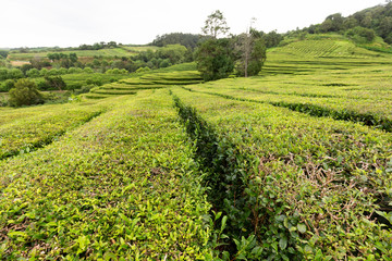 Fototapeta na wymiar A beautiful tea plantation on the island of Sao Miguel in the Azores.