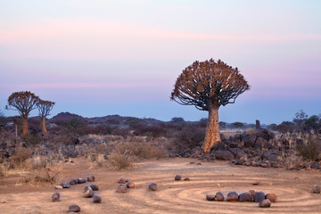 Quiver tree forest on blue and pink twilight sky background and magic stone circles, fantastic...