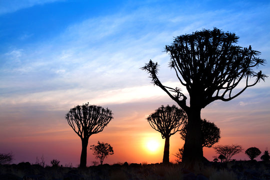Quiver trees forest silhouette on bright sunset sky background, magnificent african landscape in Keetmanshoop, Namibia