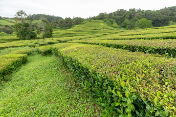 Fototapeta na wymiar A landscape view of the Gorreana tea plantation on Sao Miguel in the Azores.