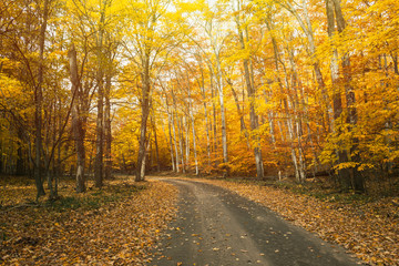 Fall background.  Autumn country road color tour.  Bright and cozy warm.  Wishfull happiness.