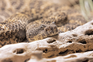 Southwestern Speckled Rattlesnake found in the southwestern United States