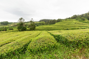 Fototapeta na wymiar A beautiful tea plantation on the Azores island of Sao Miguel, Portugal.