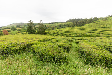 Fototapeta na wymiar A tea plantation on the Portuguese island of Sao Miguel in the Azores.