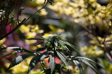 Cannabis Bud Marijuana Plant Garden